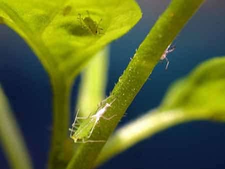 Aphids on cannabis leaves - one is actually in the middle of shedding its exoskeleton