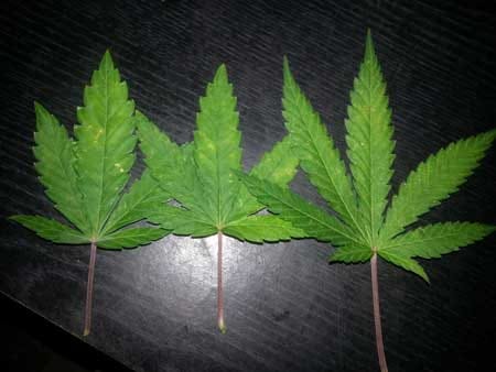 Another example of cannabis leaves that have been attacked by thrips