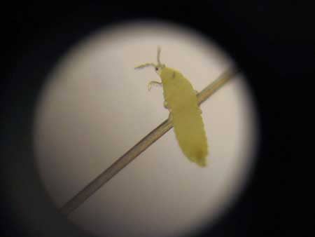 A thrip in nymph form - see a closeup of this common marijuana pest!