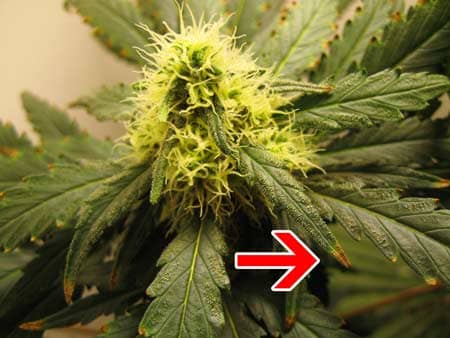 Nutrient burn on a cannabis plant in the early stages of flowering