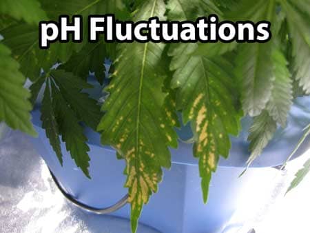 PH Fluctuations can cause strange brown spotting on your cannabis leaves