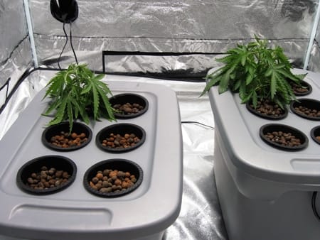 The first sign of root rot in hydro cannabis plants (besides brown roots) is usually wilting