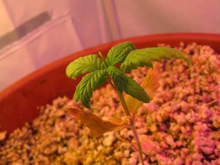 Example of a marijuana seedling with root problems that are the result of a bad growing medium
