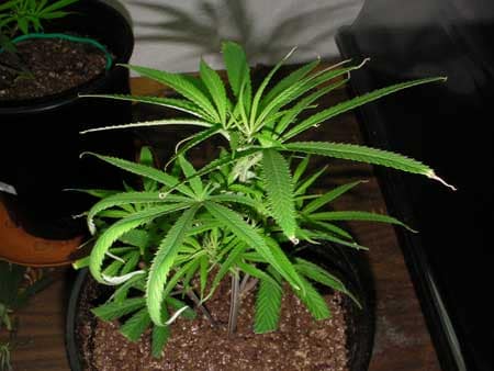 Curling leaves and burnt tips on this marijuana plant from regular under-watering