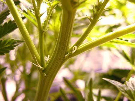 Cannabis plant shows female pre-flowers - you know for sure it's a girl when there's white wispy hairs/pistils