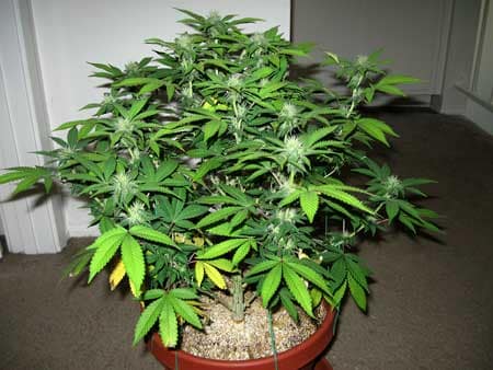 A young female cannabis plant - hanging out in a hallway 