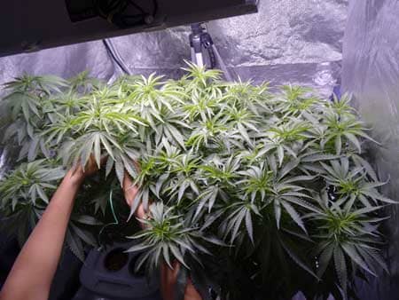 Example of cannabis low stress training in action!