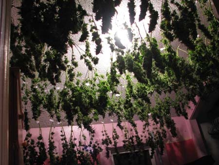 A grower drying tons of cannabis buds - LST can help you accomplish these kinds of yields!