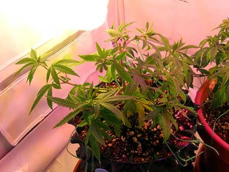 This cannabis plant was tied down with LST, and the plant ties were hooked to the side of the container so the whole plant can easily be moved without messing up the LST