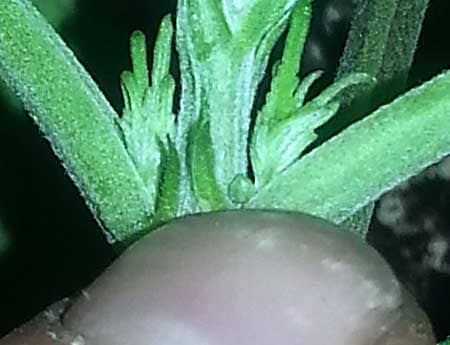 A closeup of a male preflower on a young cannabis plant