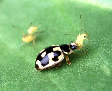 Many lady bird beetles eat aphids off your cannabis plants
