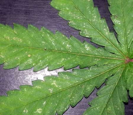 Closeup of a marijuana leaf with thrip damage - slimy looking spots on the leaves aren't caused by slugs or snails