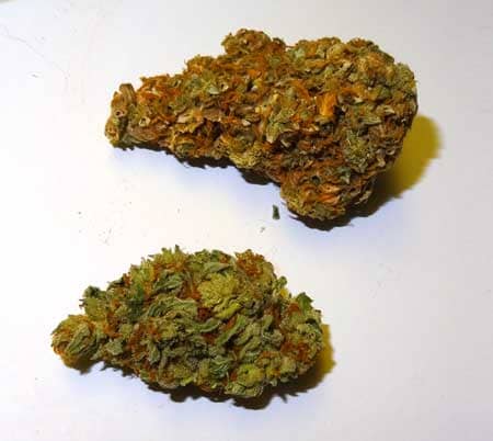 Light burned cannabis bud on top, and healthy cannabis bud below. The light burned bud has a brownish appearance, and yellow spots at the tops of sugar leaves