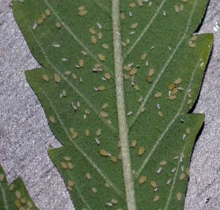 Infestation of aphids on cannabis leaf. The big fat bugs are adult aphids and the small white bugs are young aphids