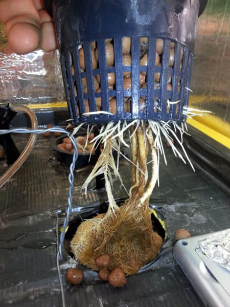 Root rot on this cannabis plant was caused by the water level being too high