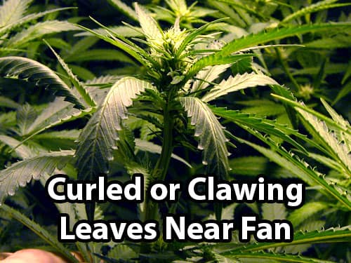 Cannabis Plant Wind Burn