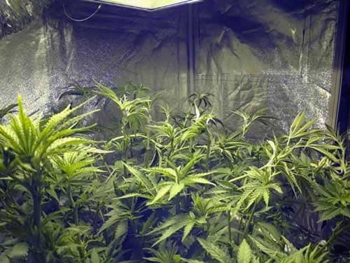 A cannabis garden right after the grower bent all the stems down with gentle LST