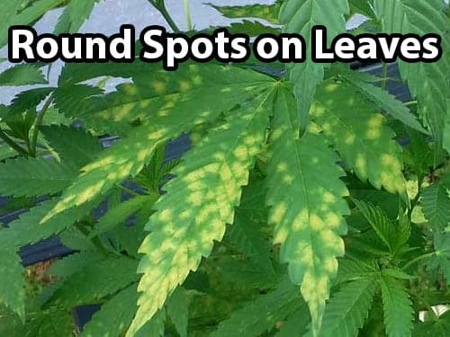Leaf Septoria / Yellow Leaf Spot