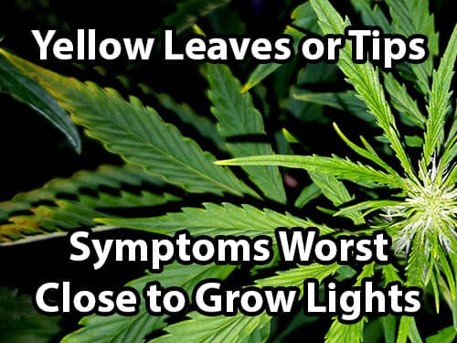 Light Burn or Light Stress& Cannabis: How to Fix