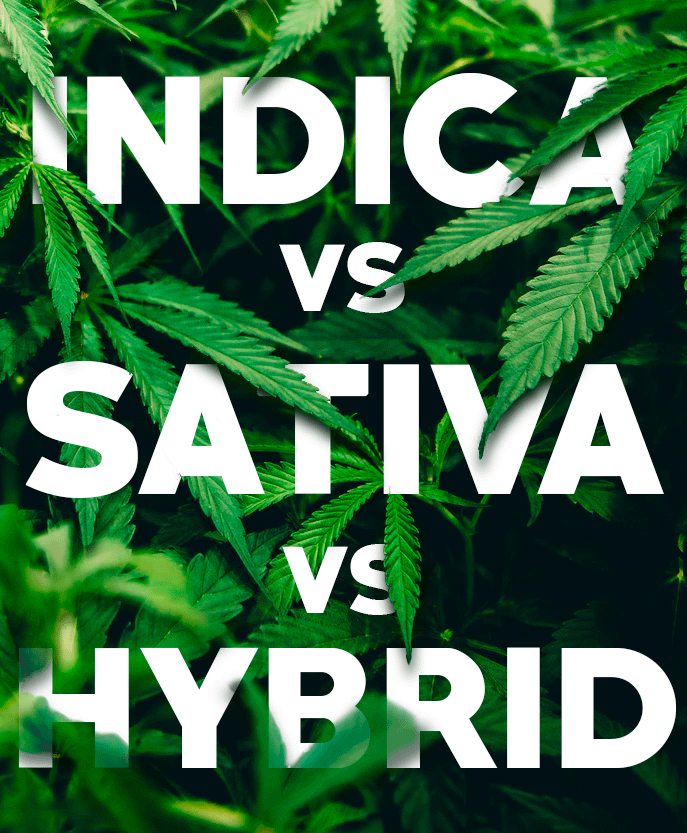 Indica Vs. Sativa Vs. Hybrid - Understanding the Differences