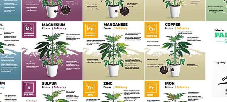 Cannabis Nutrient Deficiencies: Complete Guide [Visual Charts]