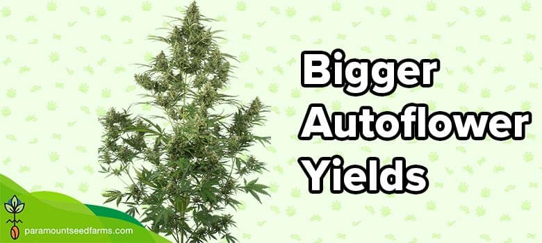 Bigger Autoflower Yields – Quick Guide to Bigger Yields Fast