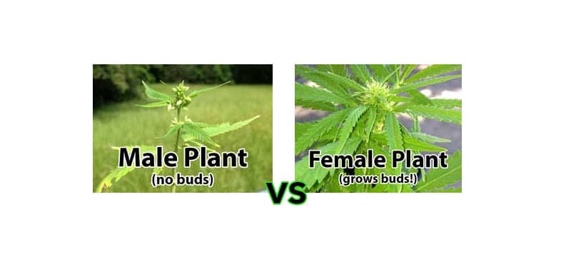Male vs Female Cannabis Plants: 5 minute Definitive Visual Guide