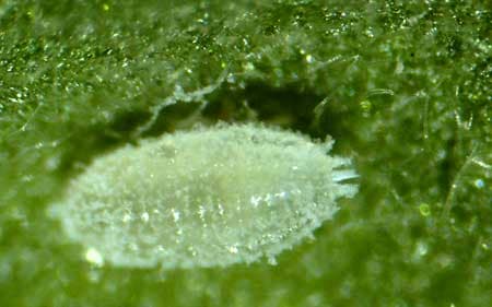 Immature mealy bug - don't let these hang out on your marijuana plant!