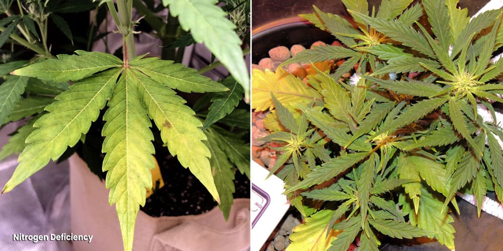 Pale or yellow leaves because of Nitrogen deficiency