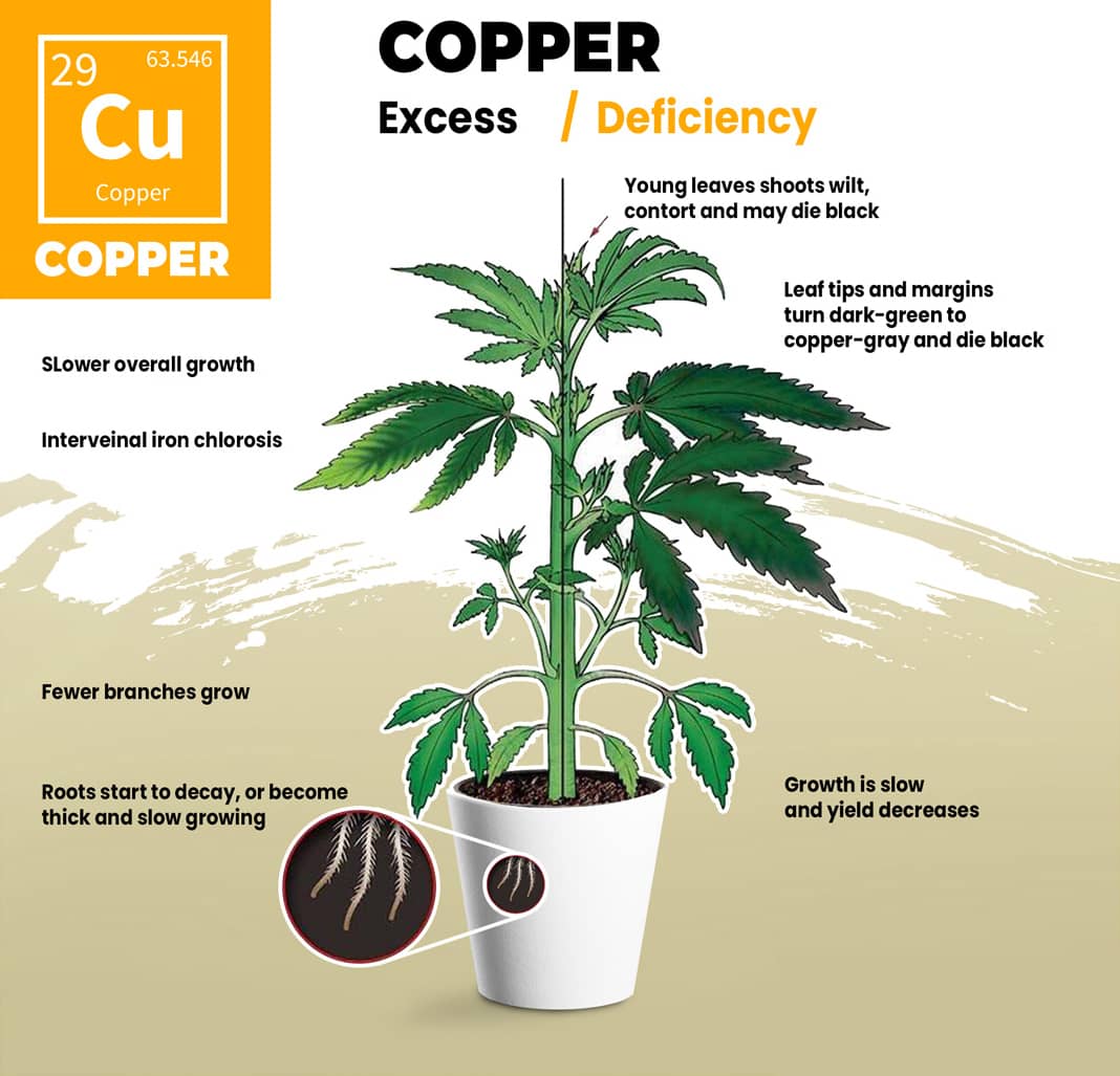 Cannabis Copper Deficiency Visual Guide