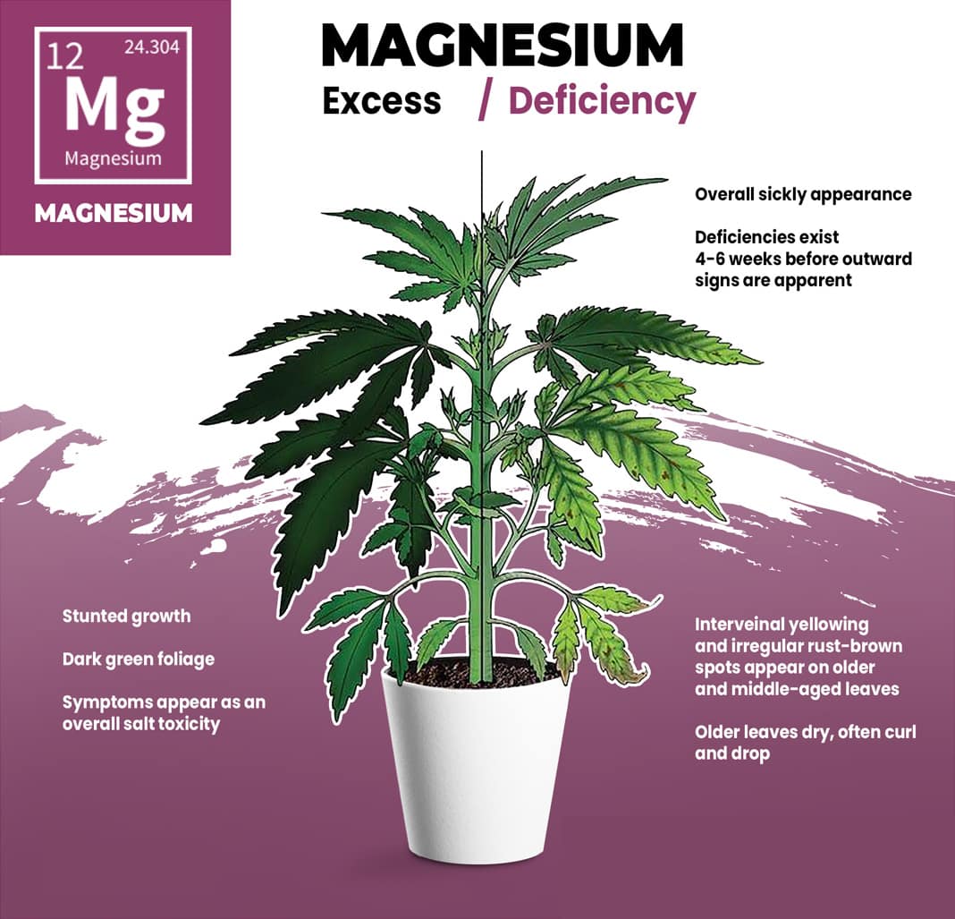 Cannabis Magnesium Deficiency Visual Guide