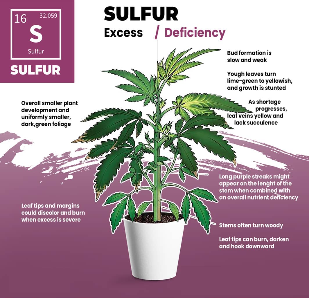 Cannabis Sulfur Deficiency Visual Guide